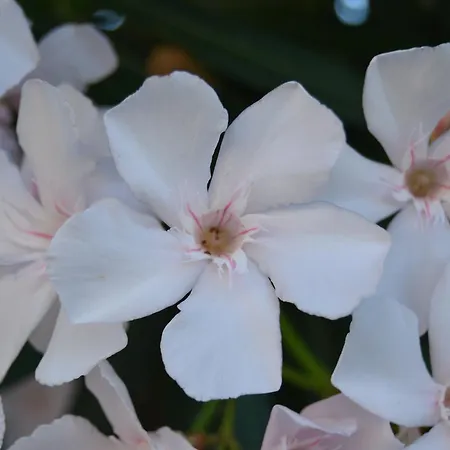 Miramare Sulla 住宿加早餐酒店 3*